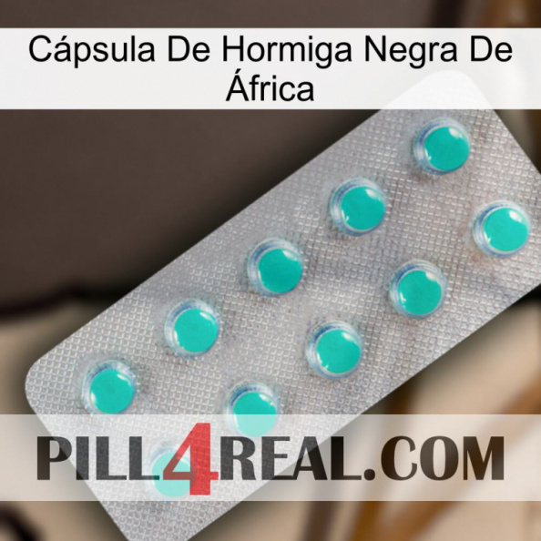 Cápsula De Hormiga Negra De África 28.jpg